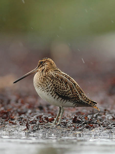 Taivaanvuohi, Common Snipe, Gallinago gallinago